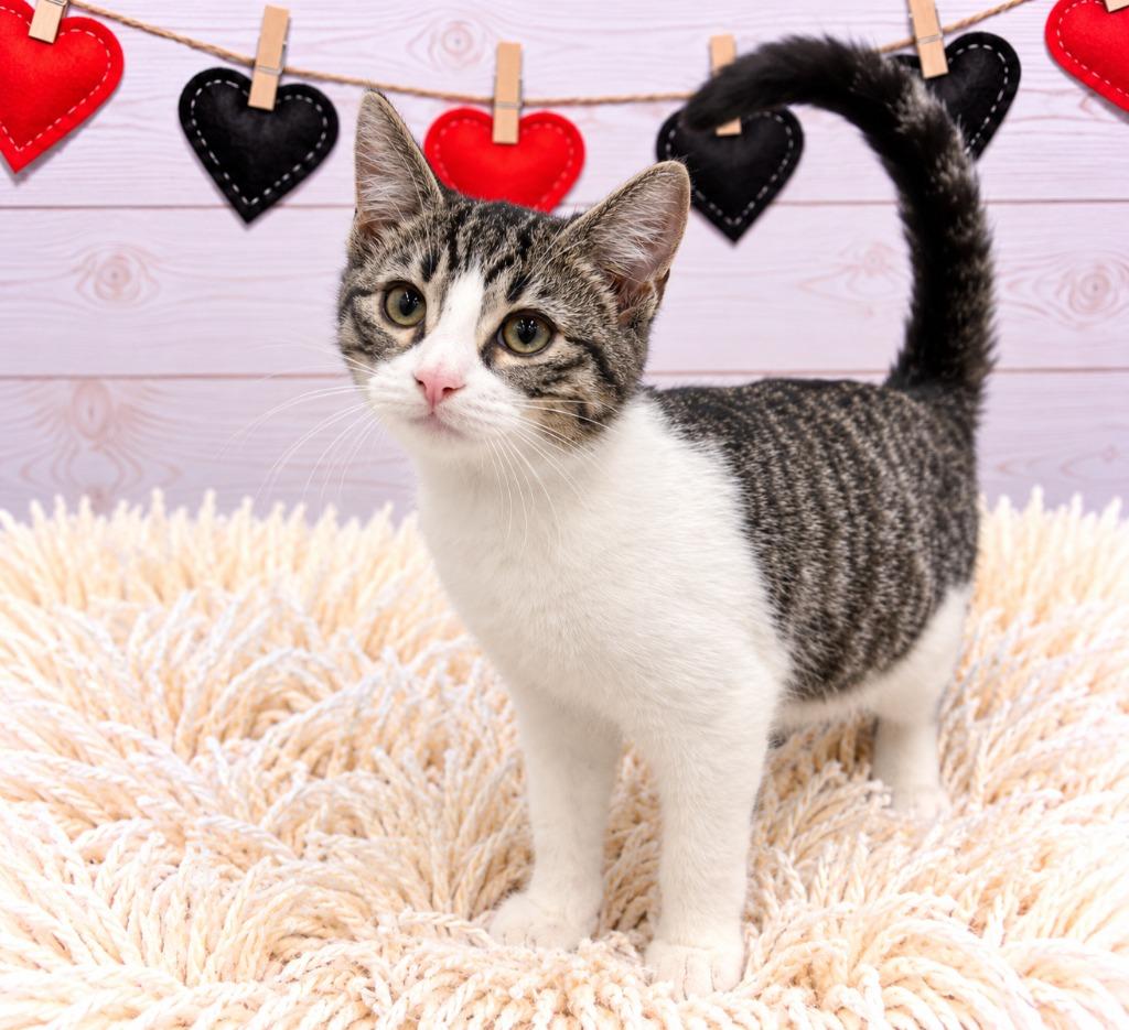 Toph, Adoptable, Kitten Male Domestic Short Hair.