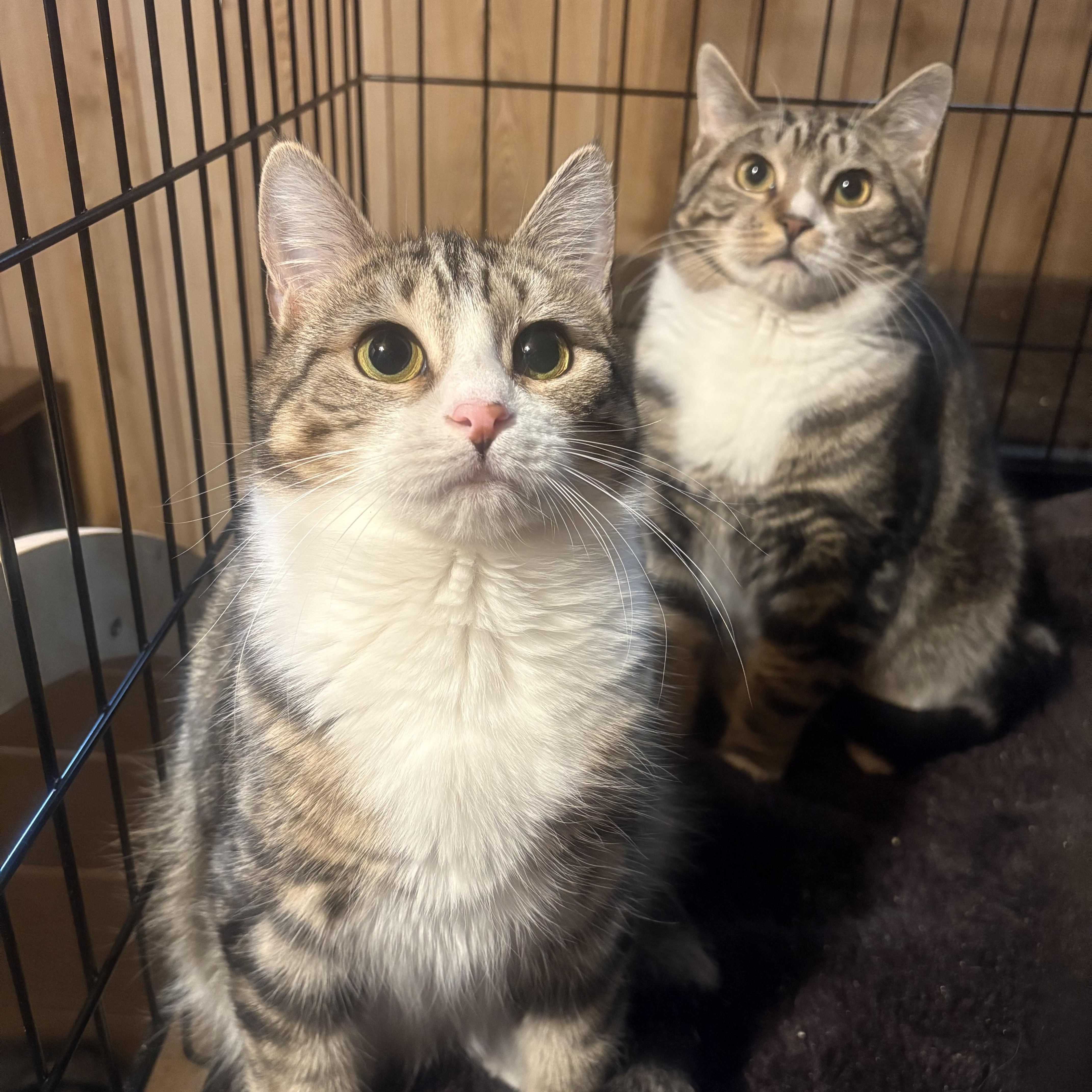 Enlarge Sony & Cher, an adopted Domestic Short Hair in Fredericton, NB image 5/6