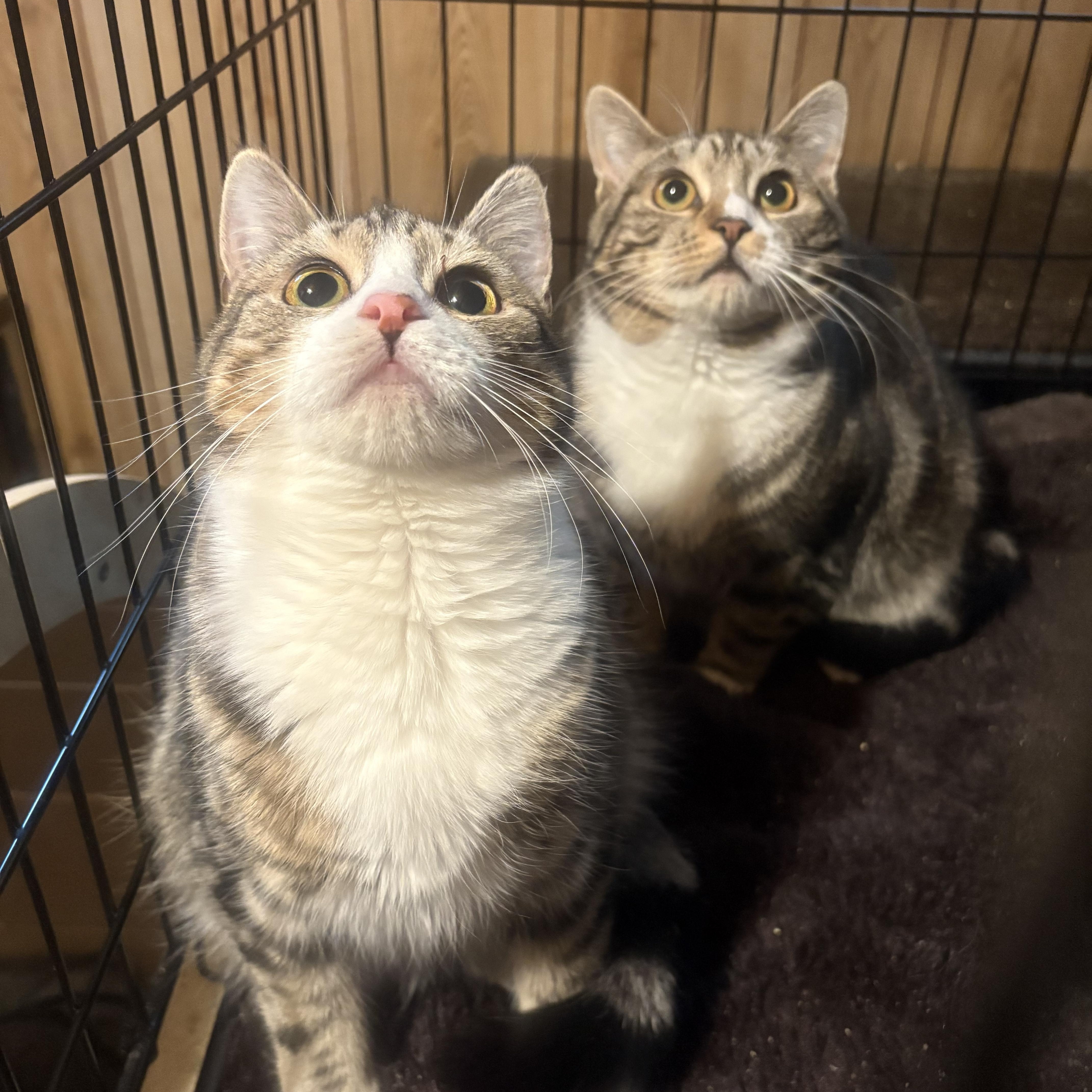 Enlarge Sony & Cher, an adopted Domestic Short Hair in Fredericton, NB image 2/6