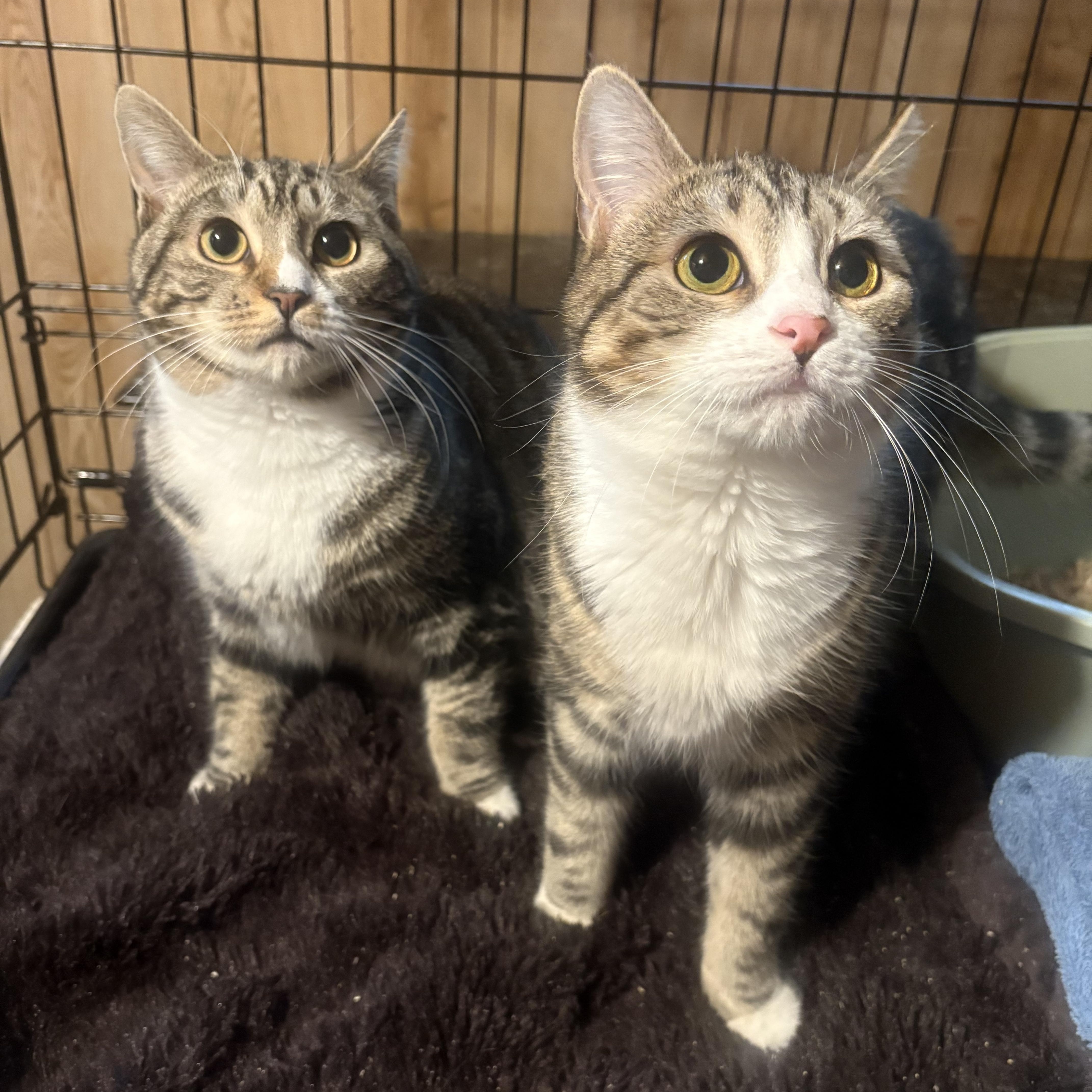 Enlarge Sony & Cher, an adopted Domestic Short Hair in Fredericton, NB image 6/6