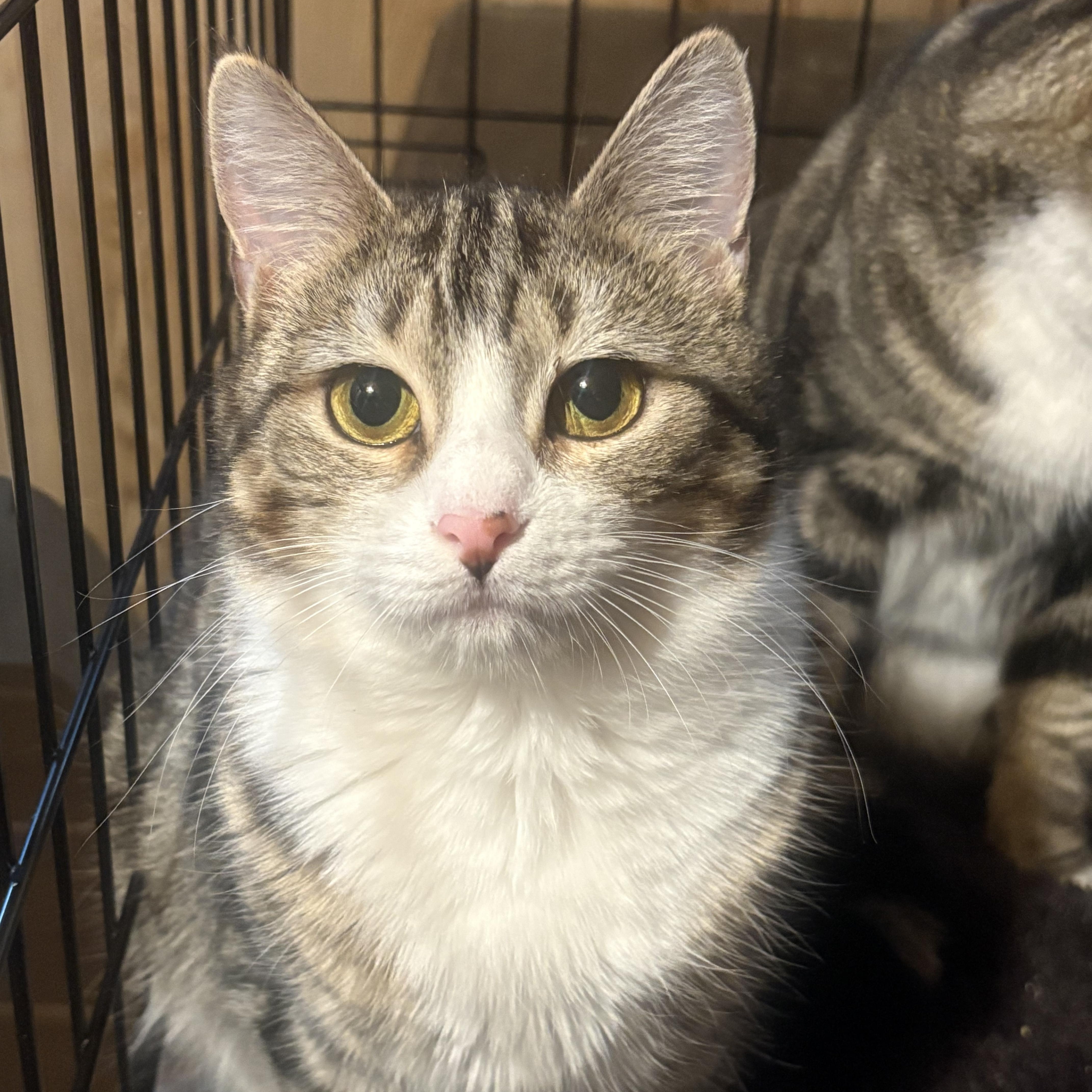 Enlarge Sony & Cher, an adopted Domestic Short Hair in Fredericton, NB image 3/6