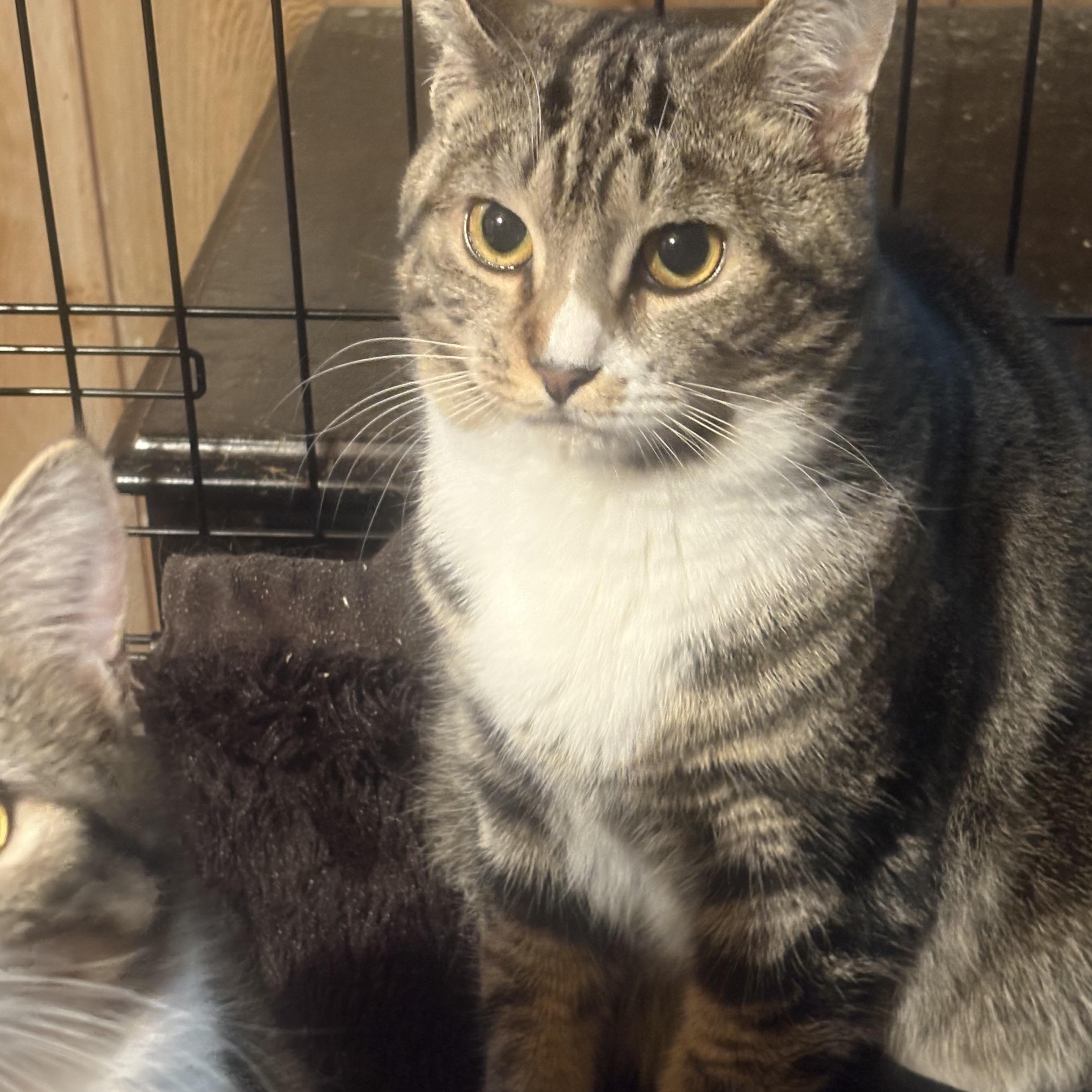 Enlarge Sony & Cher, an adopted Domestic Short Hair in Fredericton, NB image 4/6