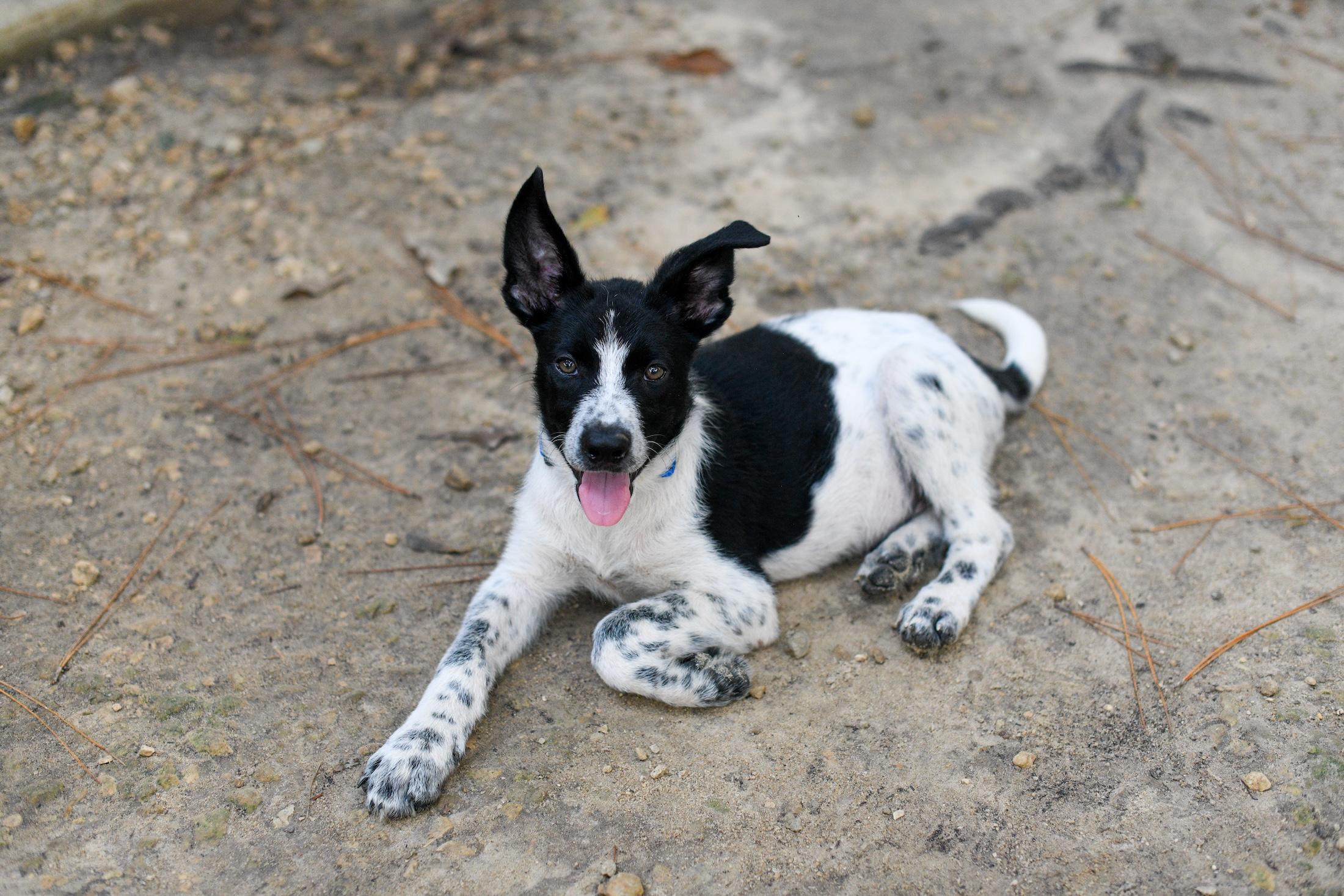 Sonny (Coming Soon), an adoptable Samoyed, Border Collie in Argyle, NY, 12809 | Photo Image 3