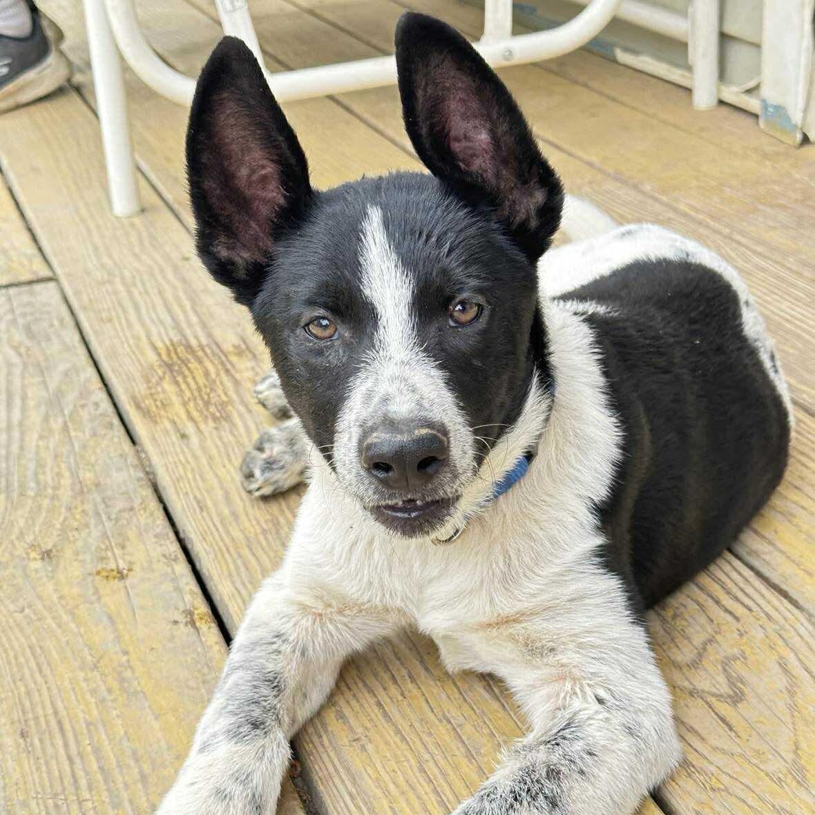 Sonny, an adoptable Samoyed, Border Collie in Argyle, NY, 12809 | Photo Image 1
