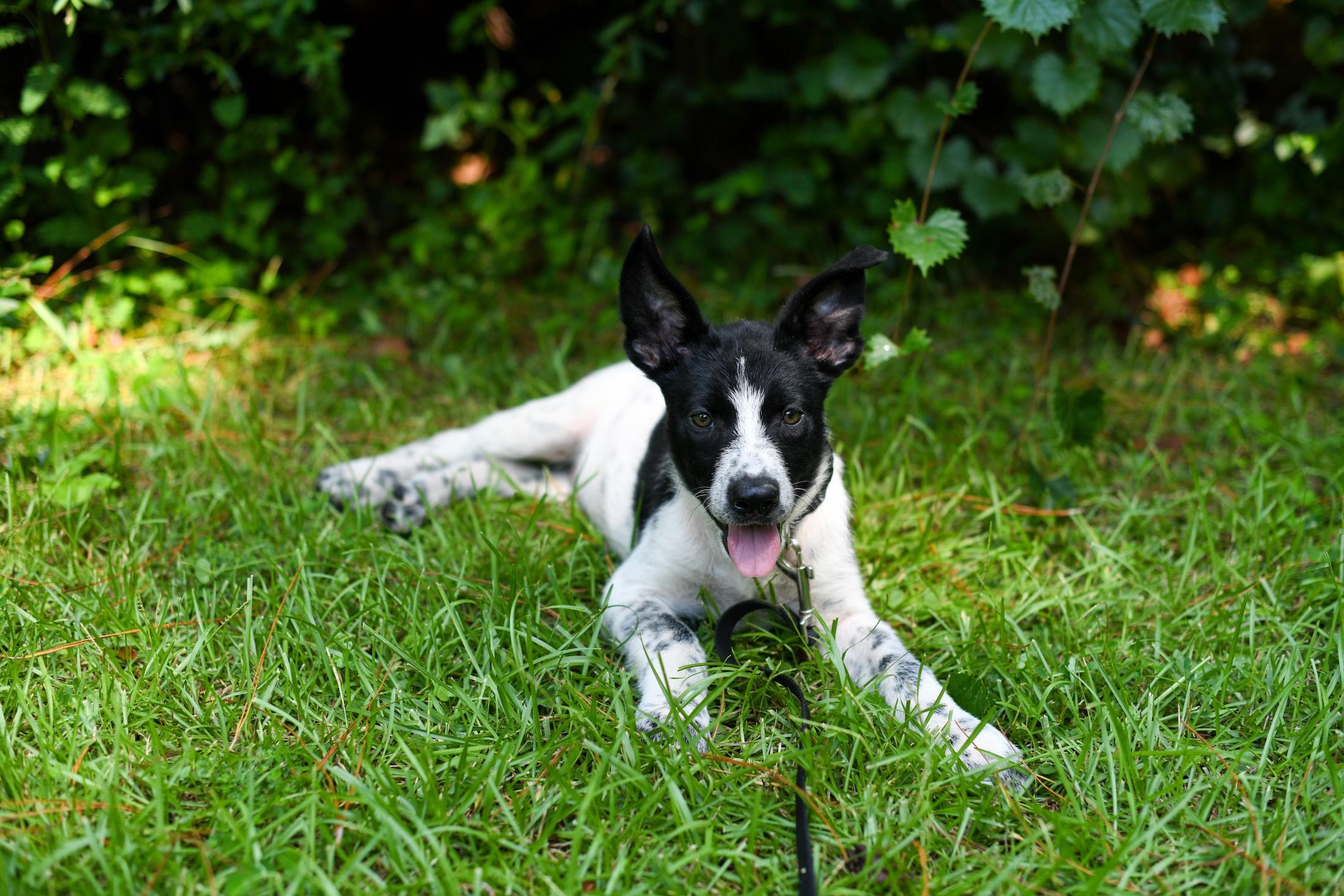 Sonny (Coming Soon), an adoptable Samoyed, Border Collie in Argyle, NY, 12809 | Photo Image 1
