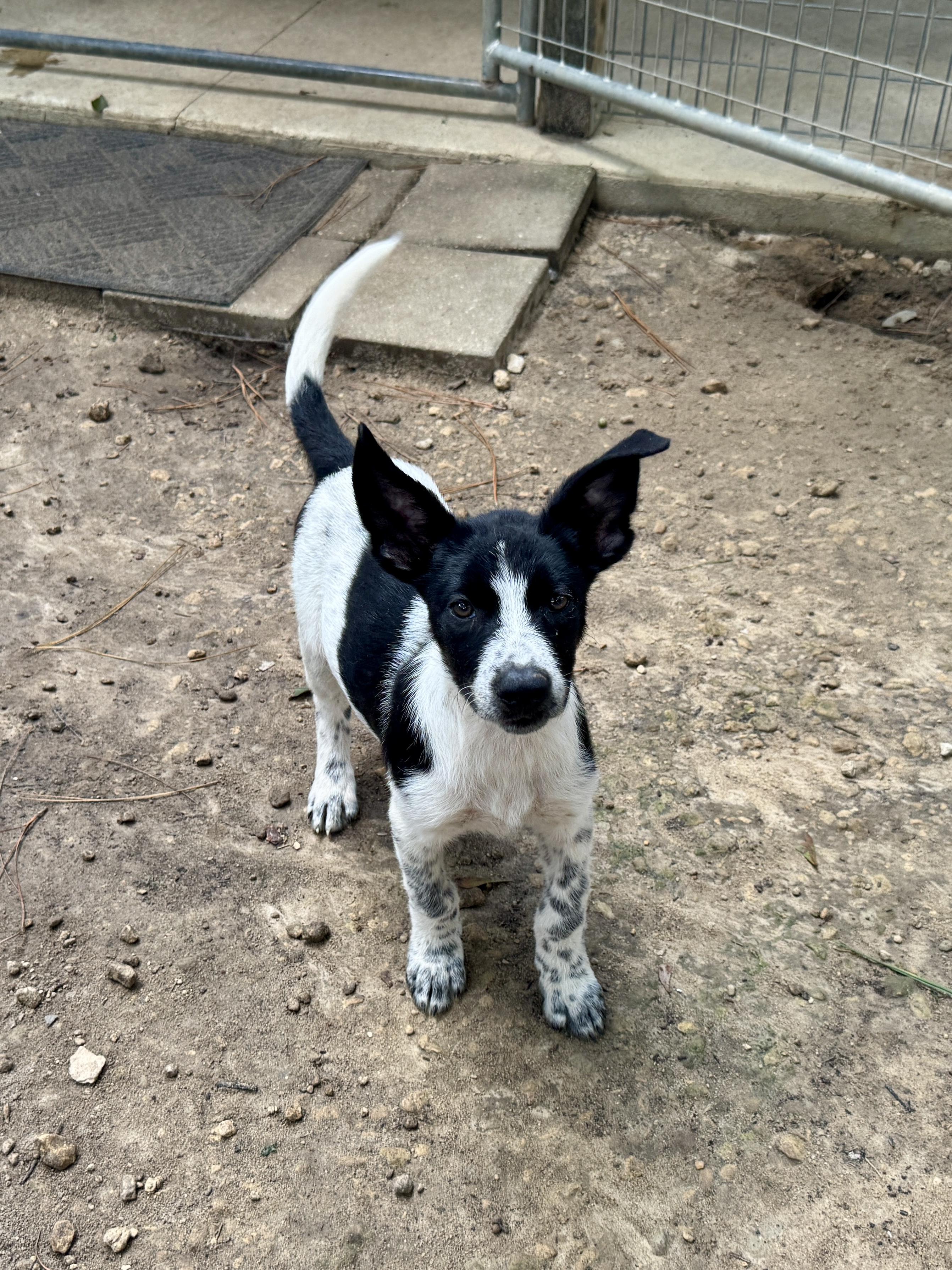 Sonny (Coming Soon), an adoptable Samoyed, Border Collie in Argyle, NY, 12809 | Photo Image 4