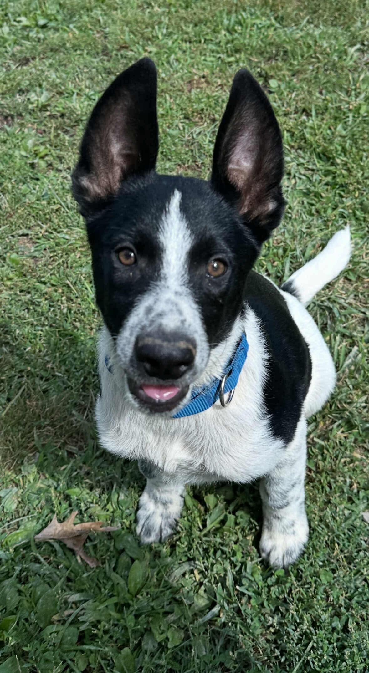 Sonny, an adoptable Samoyed, Border Collie in Argyle, NY, 12809 | Photo Image 3