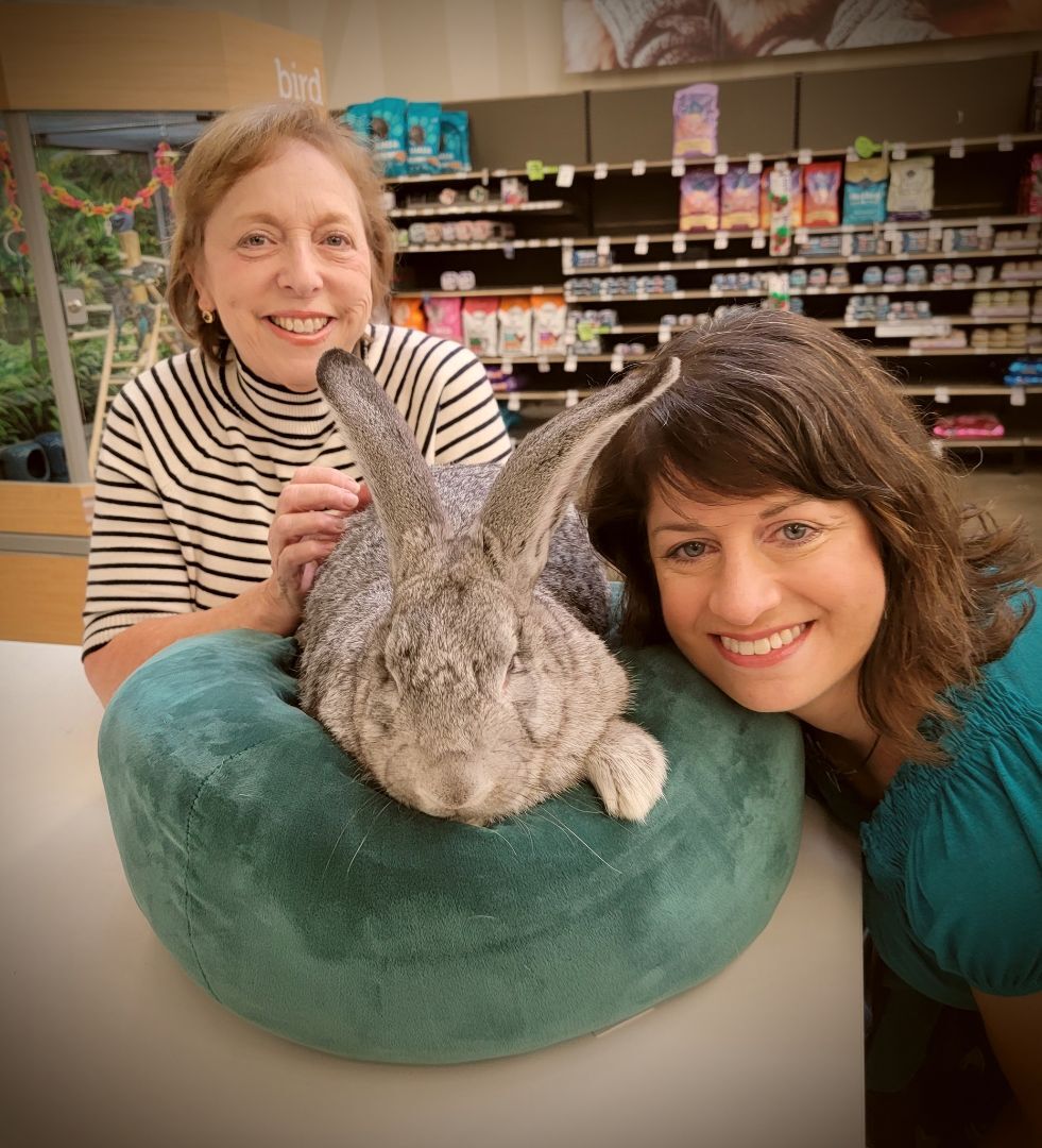 Enlarge Giant, a Adoptable Flemish Giant in Los Angeles, CA image 1/6