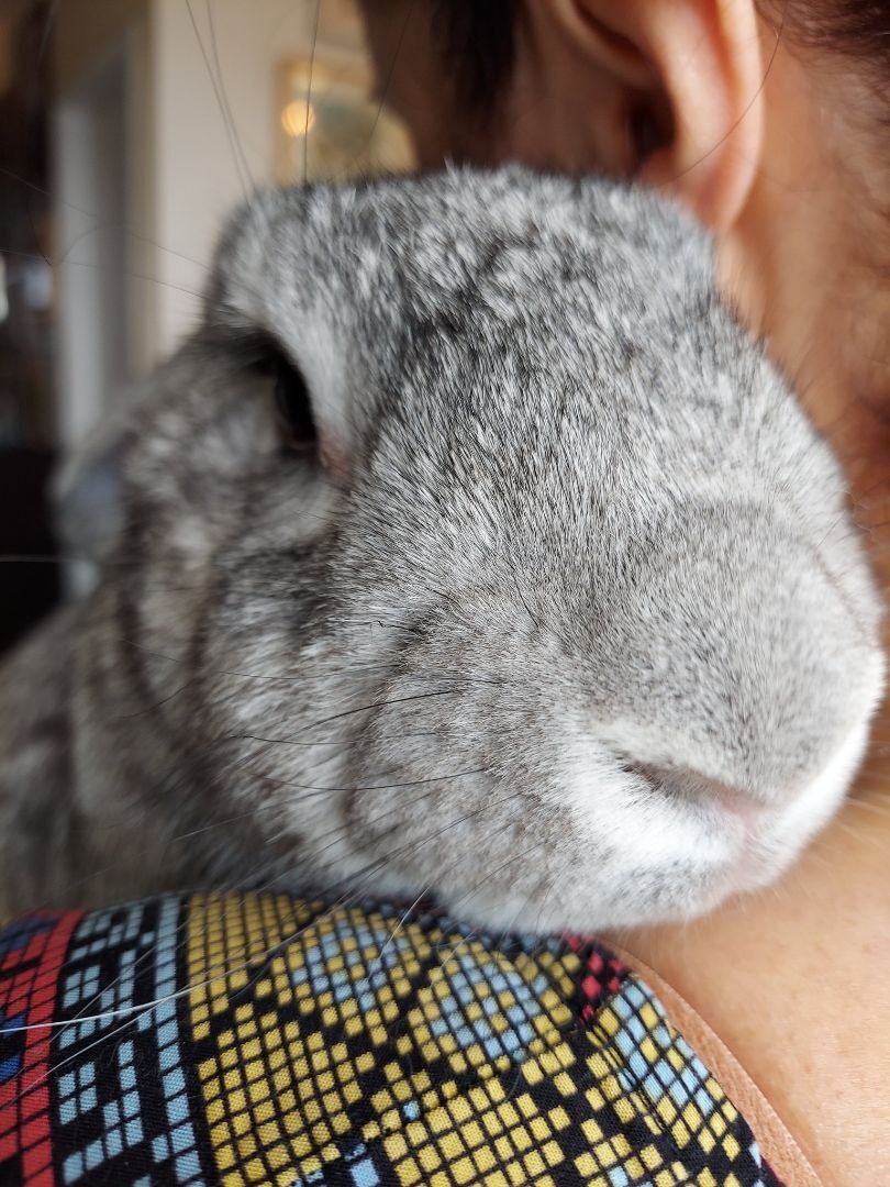 Enlarge Giant, a Adoptable Flemish Giant in Los Angeles, CA image 2/6