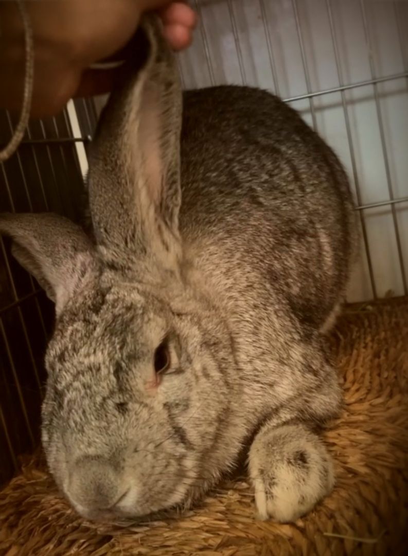 Enlarge Giant, a Adoptable Flemish Giant in Los Angeles, CA image 3/6