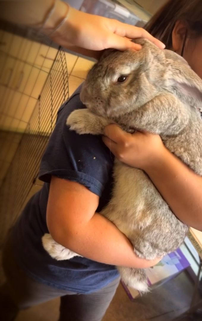 Enlarge Giant, a Adoptable Flemish Giant in Los Angeles, CA image 4/6