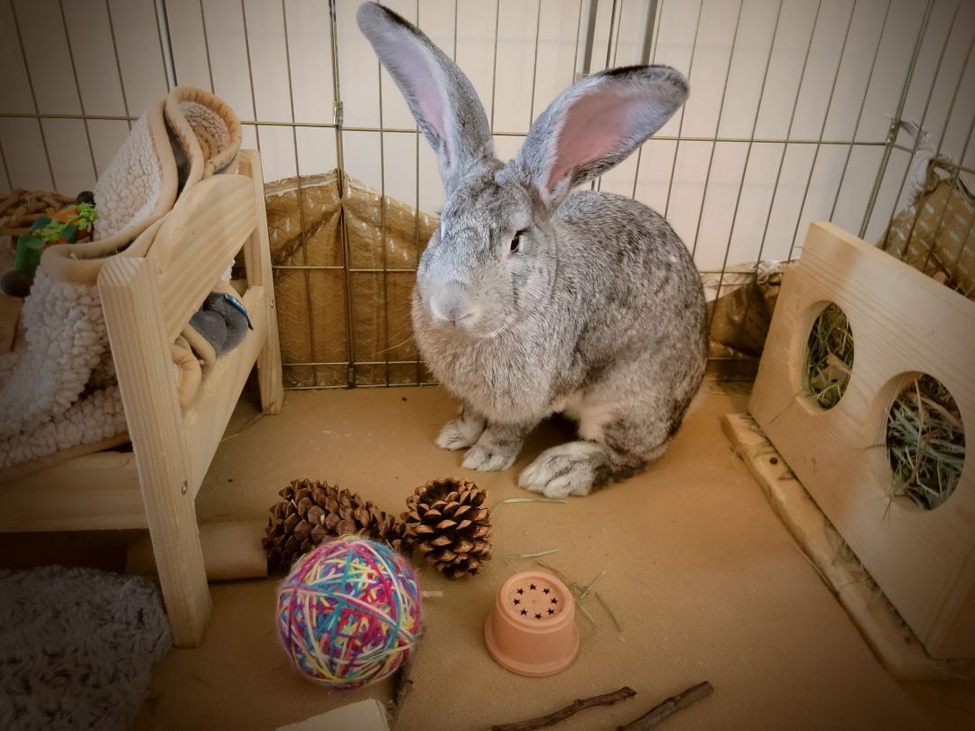 Enlarge Giant, a Adoptable Flemish Giant in Los Angeles, CA image 5/6