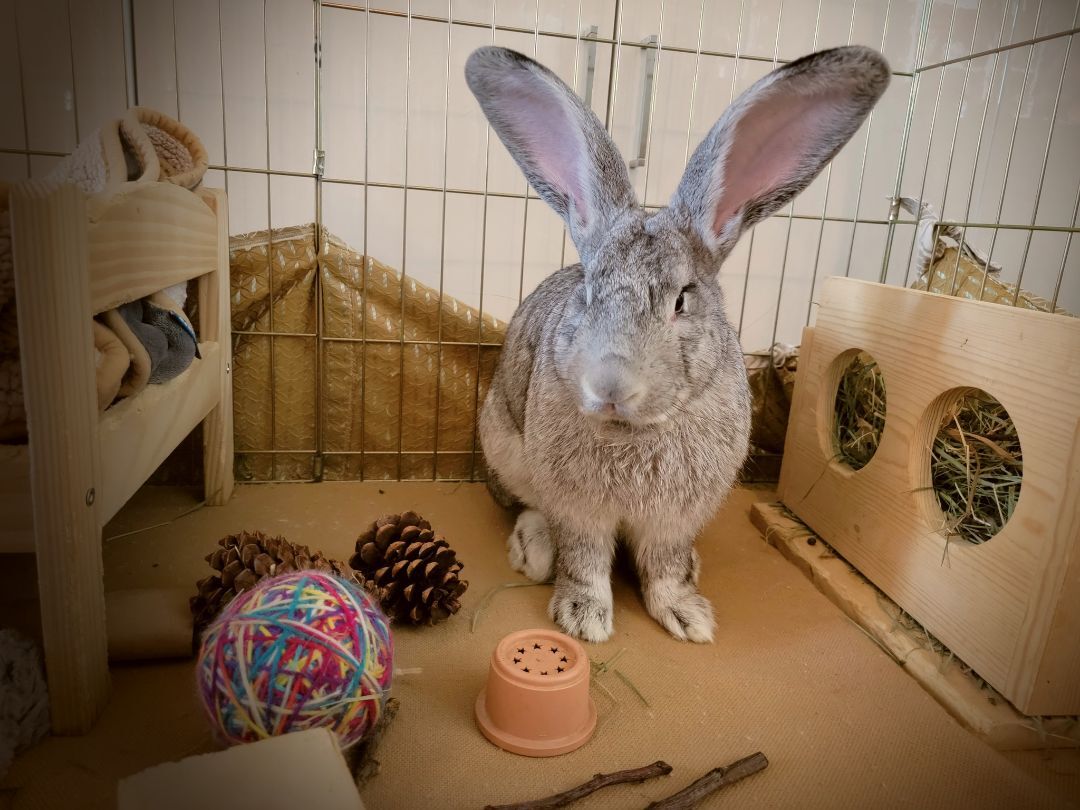 Enlarge Giant, a Adoptable Flemish Giant in Los Angeles, CA image 6/6