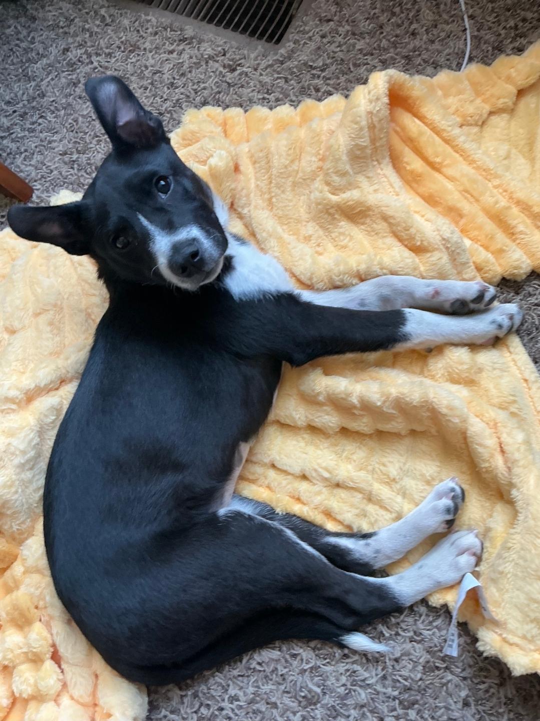 Enlarge Amelia, a ADOPTABLE mixed breed in Plattsmouth, NE image 2/3