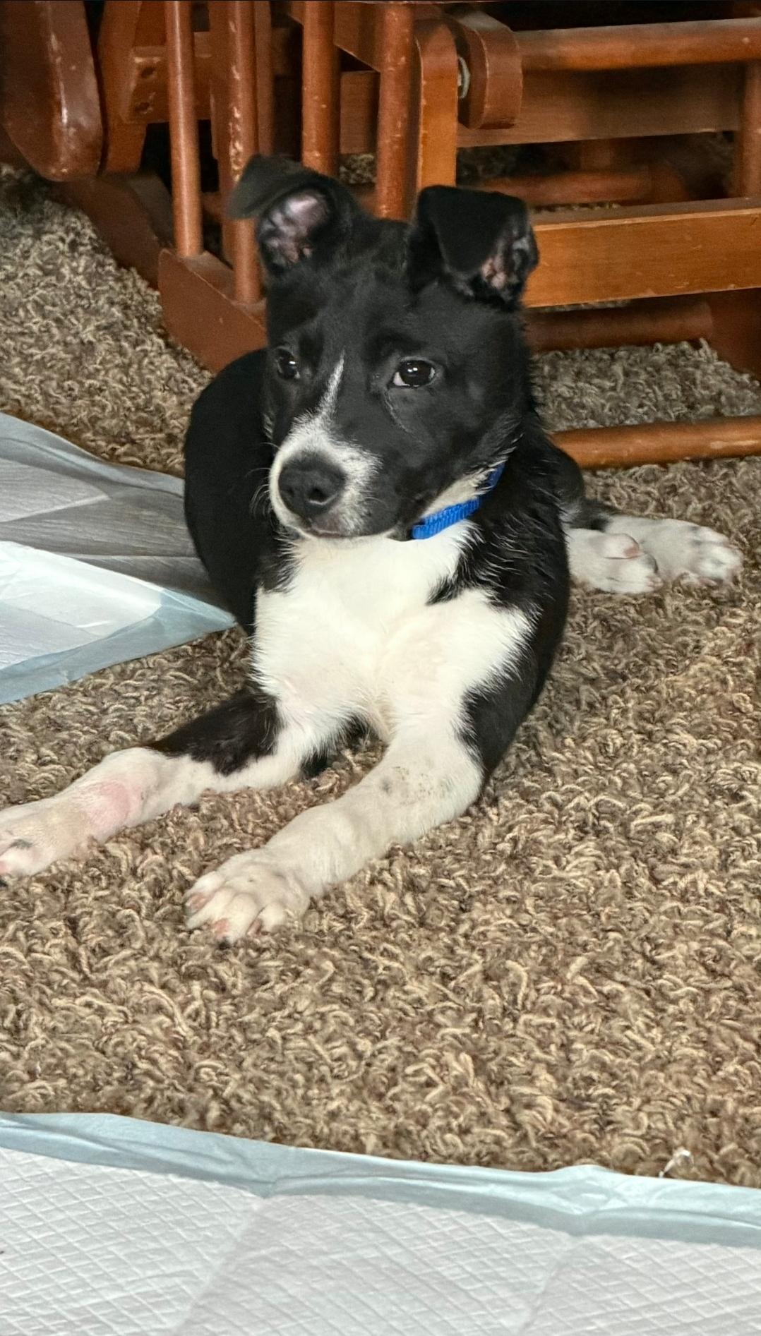 Enlarge Amelia, a ADOPTABLE mixed breed in Plattsmouth, NE image 1/3