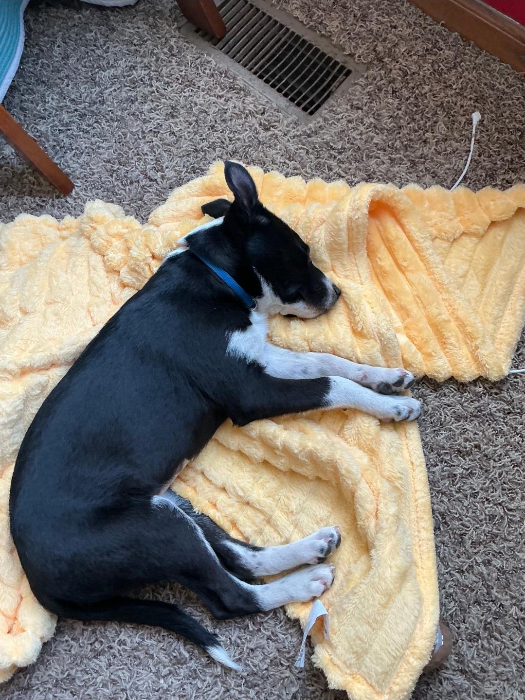 Enlarge Amelia, a ADOPTABLE mixed breed in Plattsmouth, NE image 3/3