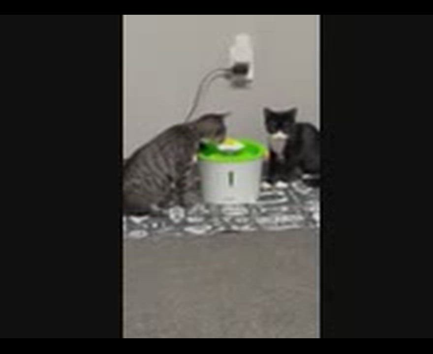 Enlarge Ashley & Lenny, a Adopted Domestic Short Hair in Philadelphia, PA video 2/3