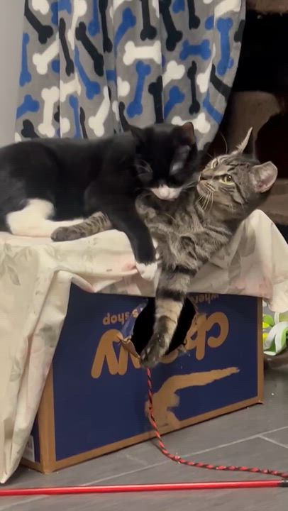 Enlarge Ashley & Lenny, a Adopted Domestic Short Hair in Philadelphia, PA video 3/3