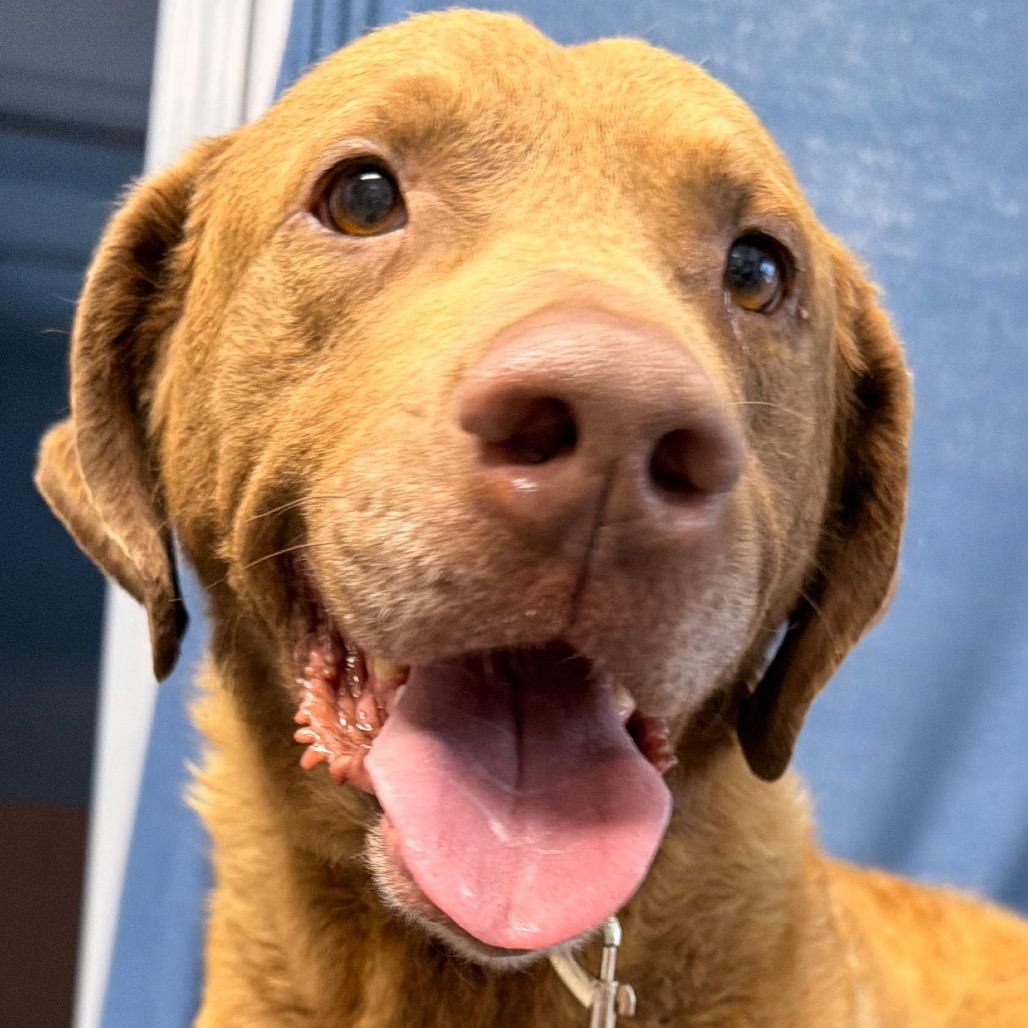 Enlarge Cheeto, a Adoptable Chesapeake Bay Retriever in Kokomo, IN image 1/5
