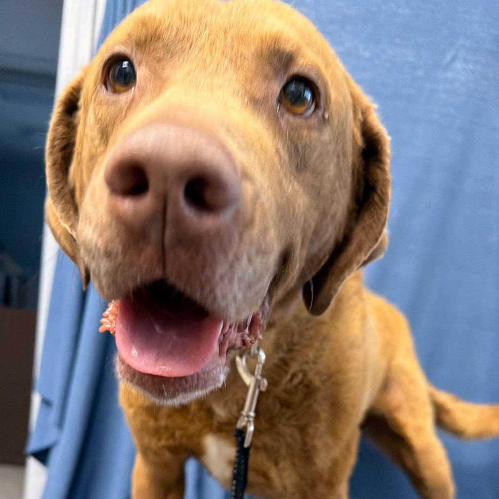 Enlarge Cheeto, a Adoptable Chesapeake Bay Retriever in Kokomo, IN image 2/5