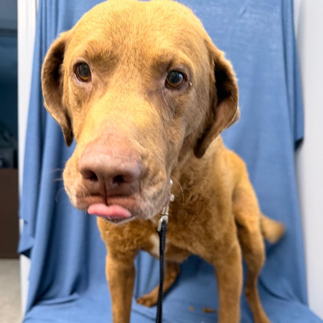 Enlarge Cheeto, a Adoptable Chesapeake Bay Retriever in Kokomo, IN image 4/5