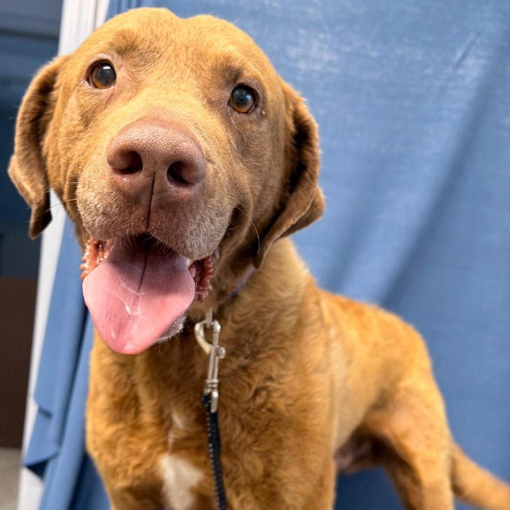 Enlarge Cheeto, a Adoptable Chesapeake Bay Retriever in Kokomo, IN image 5/5