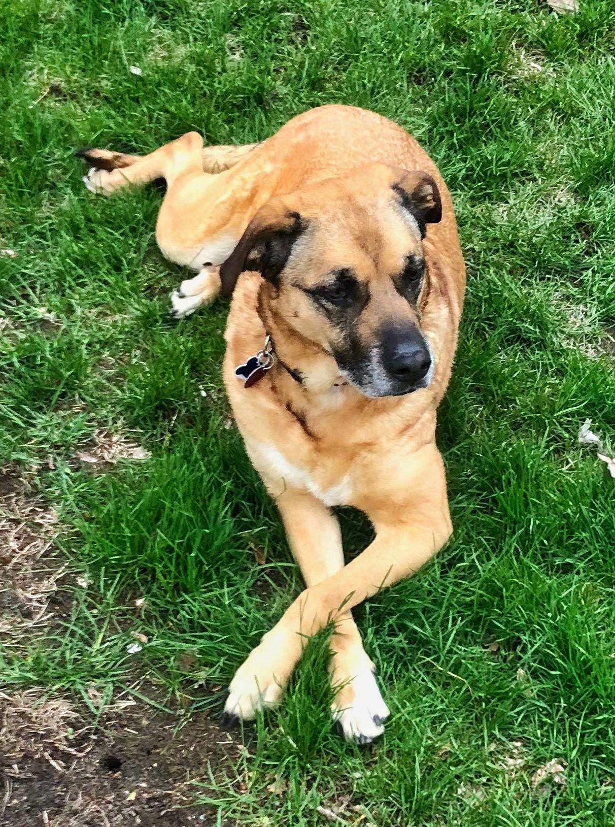 Enlarge Daphne, a Adoptable Shepherd in Minneapolis, MN image 1/3