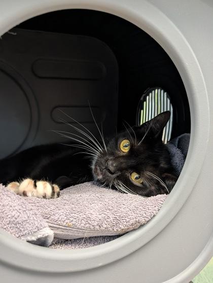 Mako, Adoptable, Adult Male Domestic Short Hair & Domestic Short Hair.