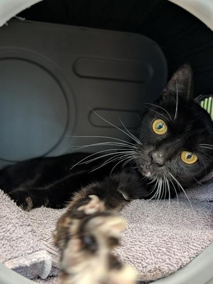 Enlarge Mako, a Adoptable mixed breed in Daytona Beach, FL image 2/2