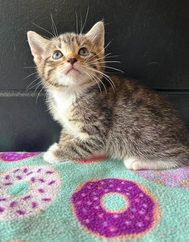Paradise, Adoptable, Kitten Female Domestic Short Hair.