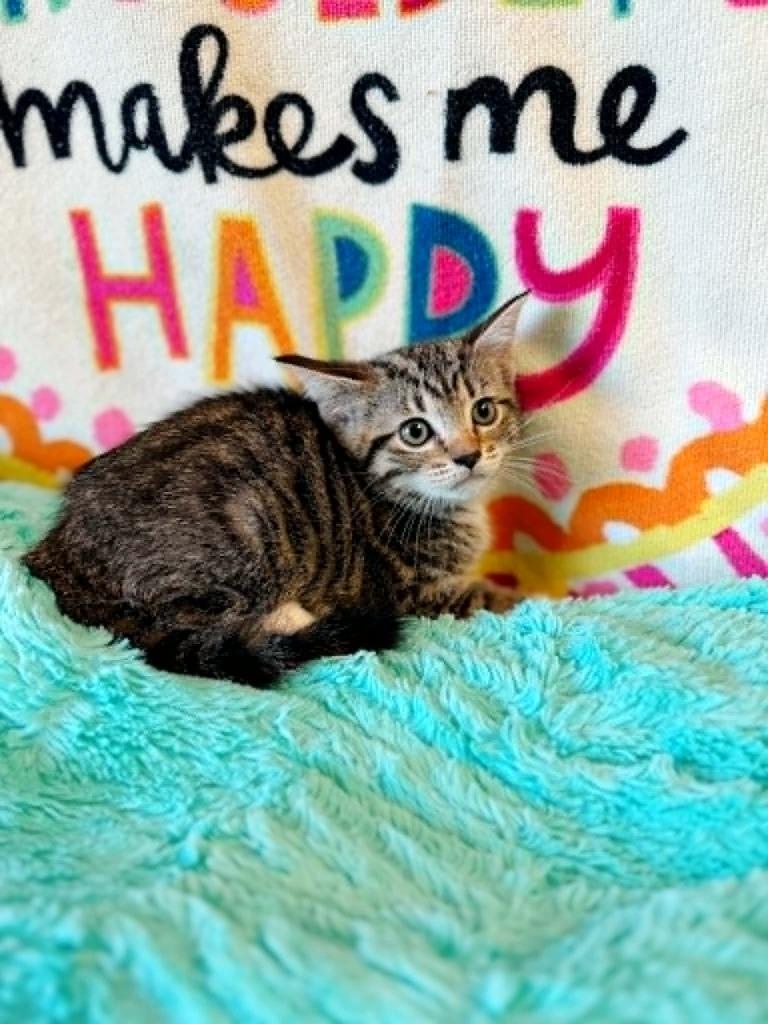 Paradise, a Adoptable mixed breed in Effingham, IL image 2/5