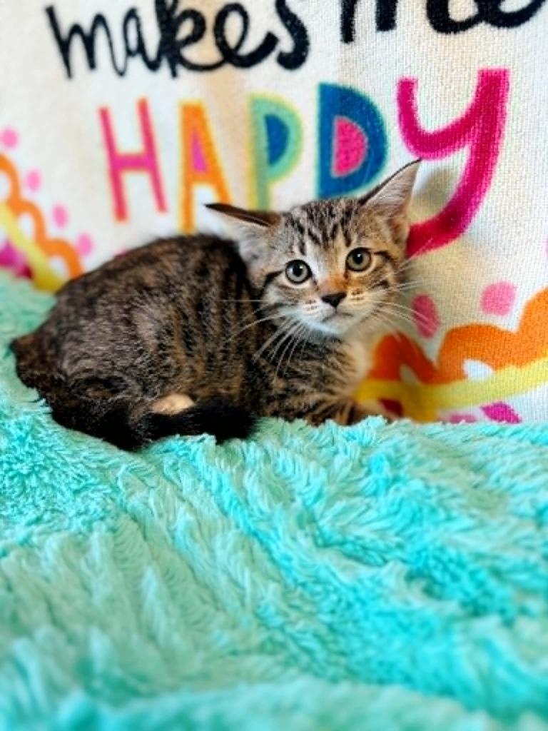 Paradise, a Adoptable mixed breed in Effingham, IL image 3/5