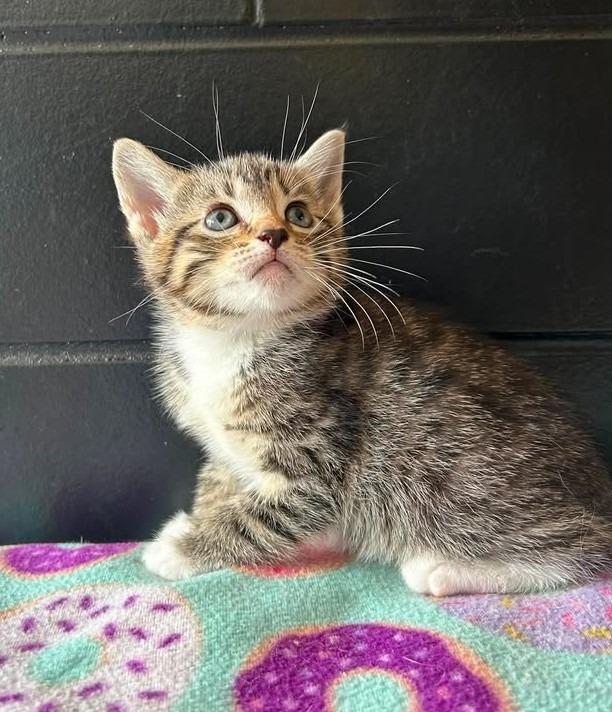 Paradise, a Adoptable mixed breed in Effingham, IL image 4/5