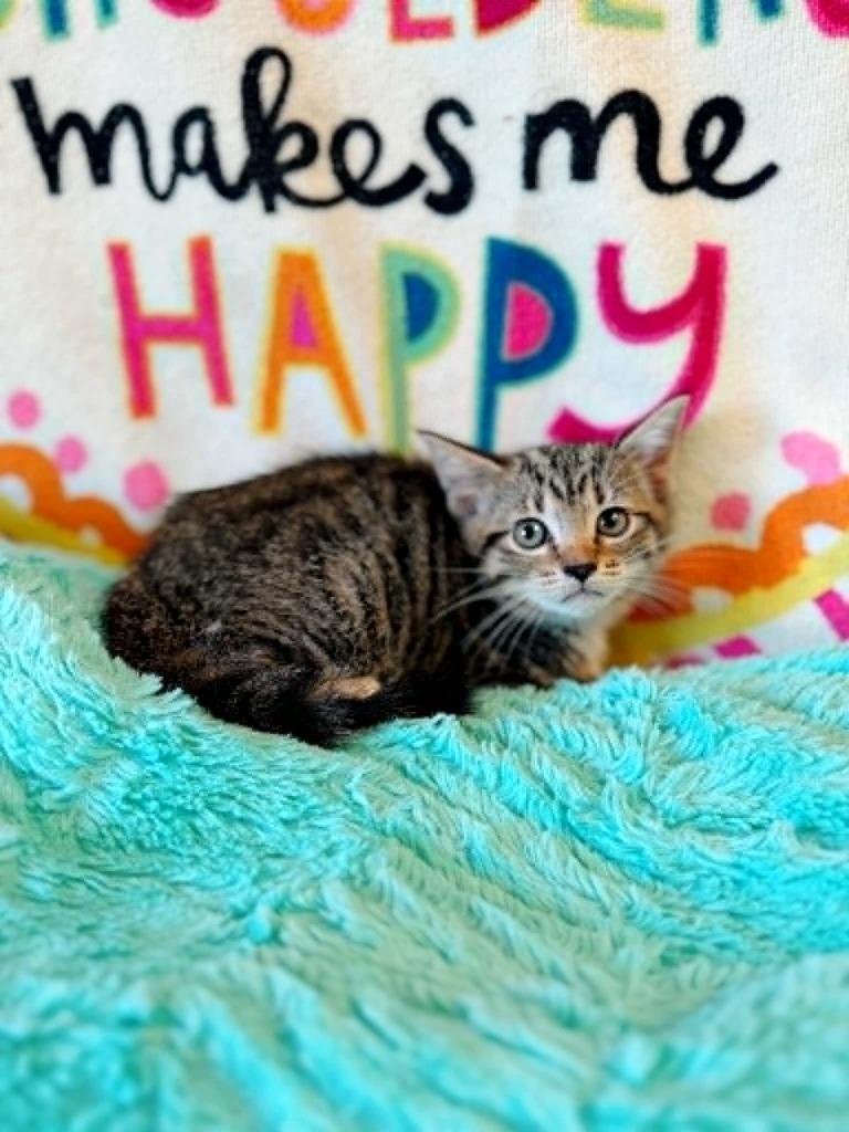 Paradise, a Adoptable mixed breed in Effingham, IL image 5/5