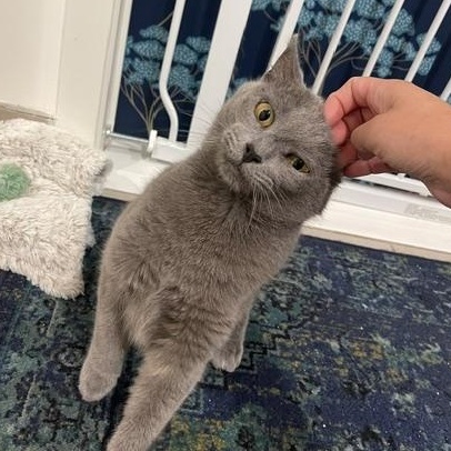 Enlarge Blue (1 year), a ADOPTABLE Domestic Short Hair in Los Angeles, CA image 3/5