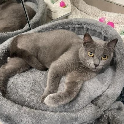 Blue (1 year), ADOPTABLE, Young Female Domestic Short Hair.
