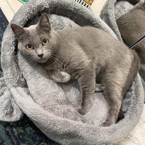 Enlarge Blue (1 year), a ADOPTABLE Domestic Short Hair in Los Angeles, CA image 4/5