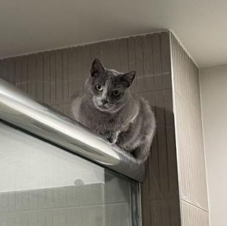 Enlarge Blue (1 year), a ADOPTABLE Domestic Short Hair in Los Angeles, CA image 2/5