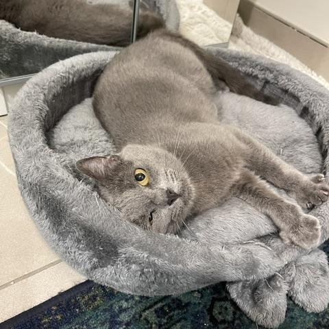 Enlarge Blue (1 year), a ADOPTABLE Domestic Short Hair in Los Angeles, CA image 5/5
