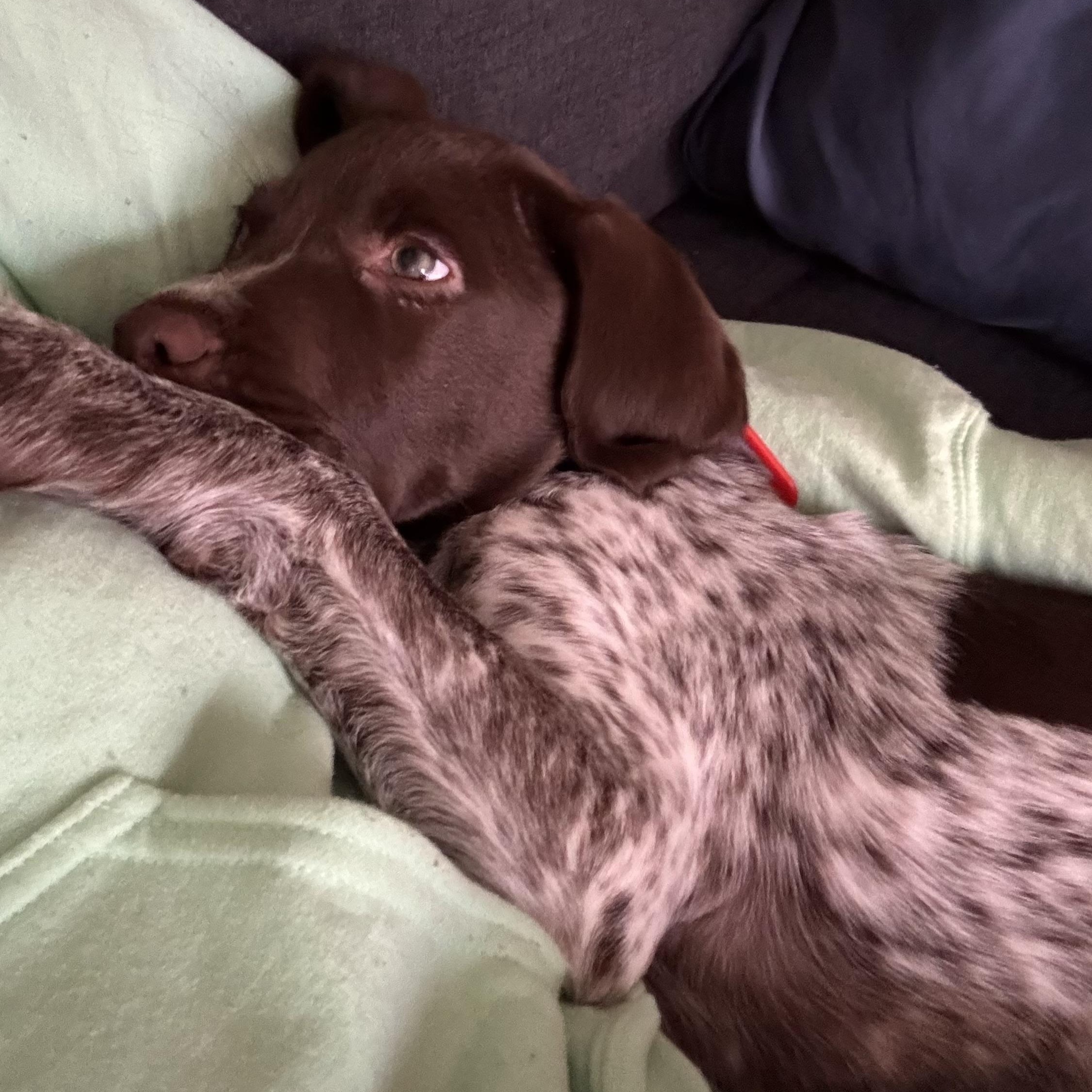 Enlarge Charles, an adopted mixed breed in Columbia, MD image 2/2