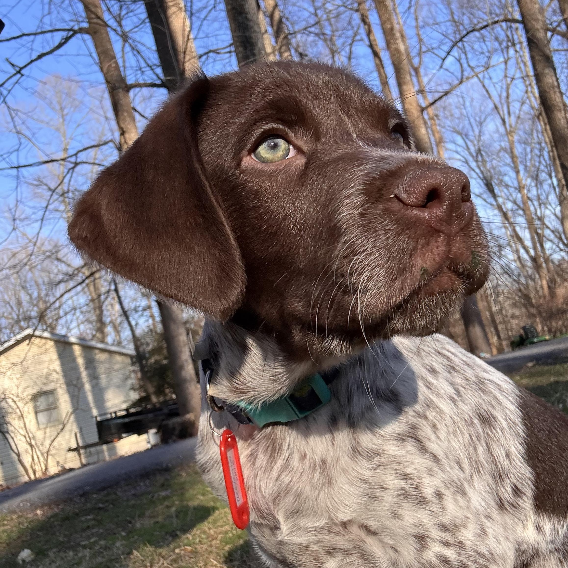Charles, adopted, Puppy Male Chocolate Labrador Retriever & German Shorthaired Pointer.