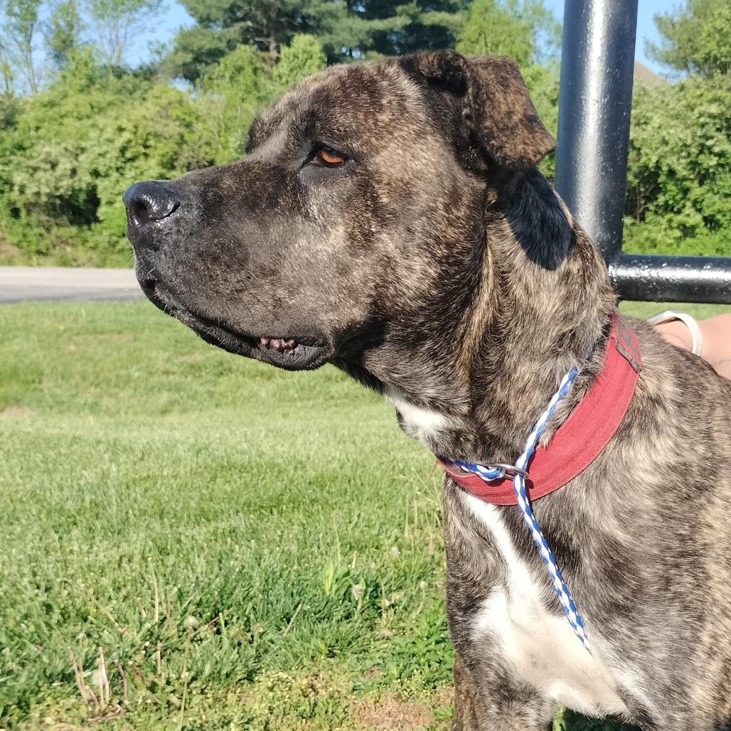 Pippy, Adoptable, Adult Female Cane Corso & Mixed Breed.