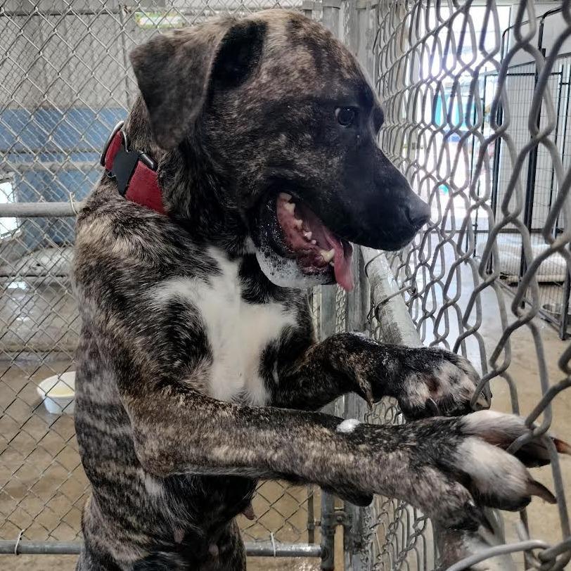 Enlarge Pippy, a Adoptable mixed breed in Brooksville, KY image 2/2