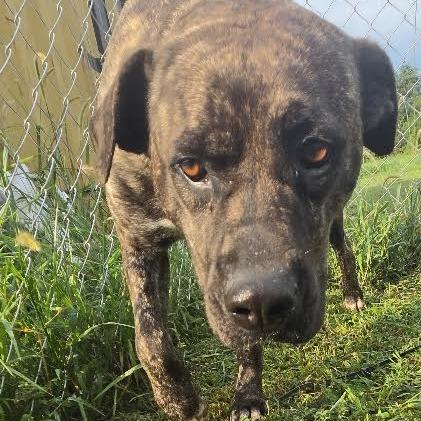 Enlarge Pippy, a Adoptable mixed breed in Brooksville, KY image 2/6