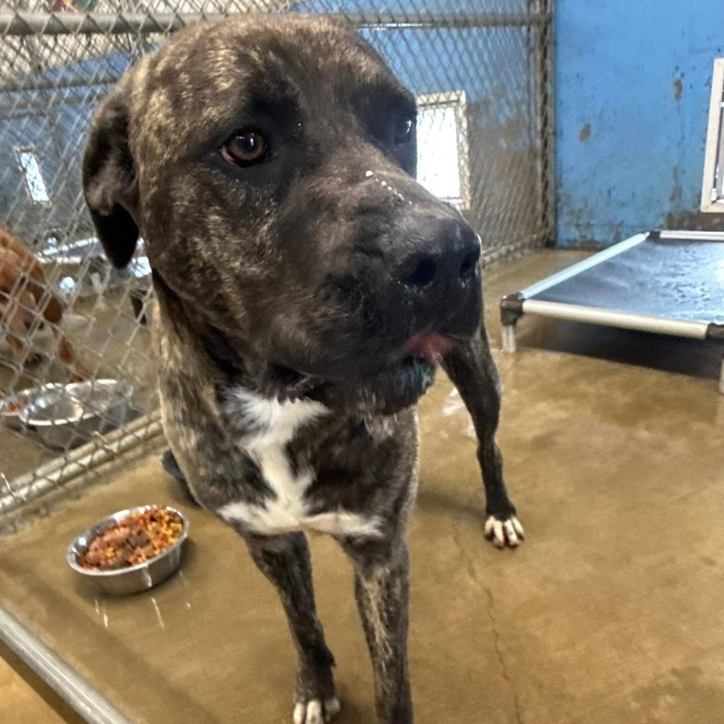 Enlarge Pippy, a Adoptable mixed breed in Brooksville, KY image 3/6