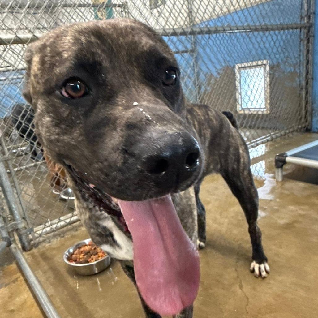 Enlarge Pippy, a Adoptable mixed breed in Brooksville, KY image 4/6