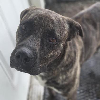 Enlarge Pippy, a Adoptable mixed breed in Brooksville, KY image 5/6