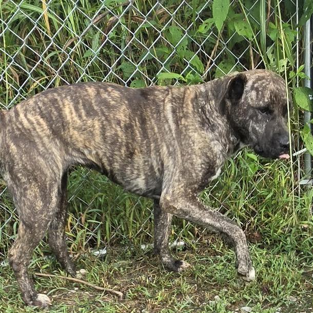Enlarge Pippy, a Adoptable mixed breed in Brooksville, KY image 6/6