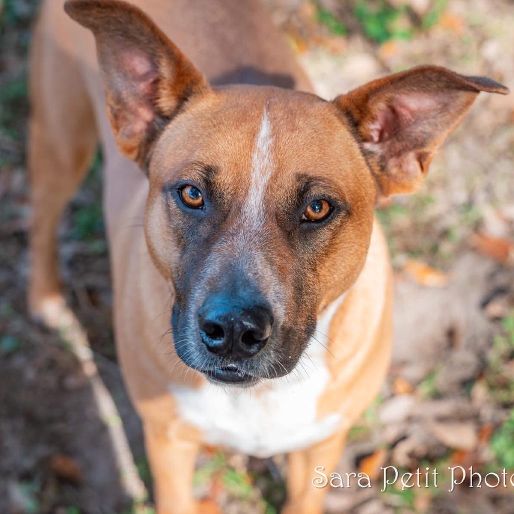 Enlarge Ringo, a Adoptable Mixed Breed in Milton, FL image 2/6