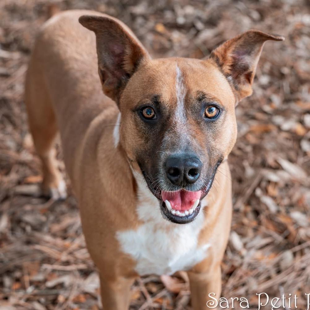 Enlarge Ringo, a Adoptable Mixed Breed in Milton, FL image 6/6